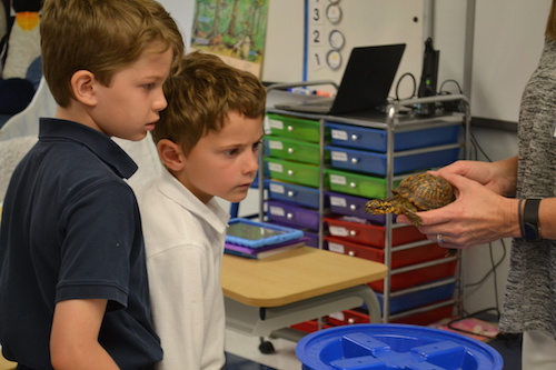 science students inspect turtle during science class